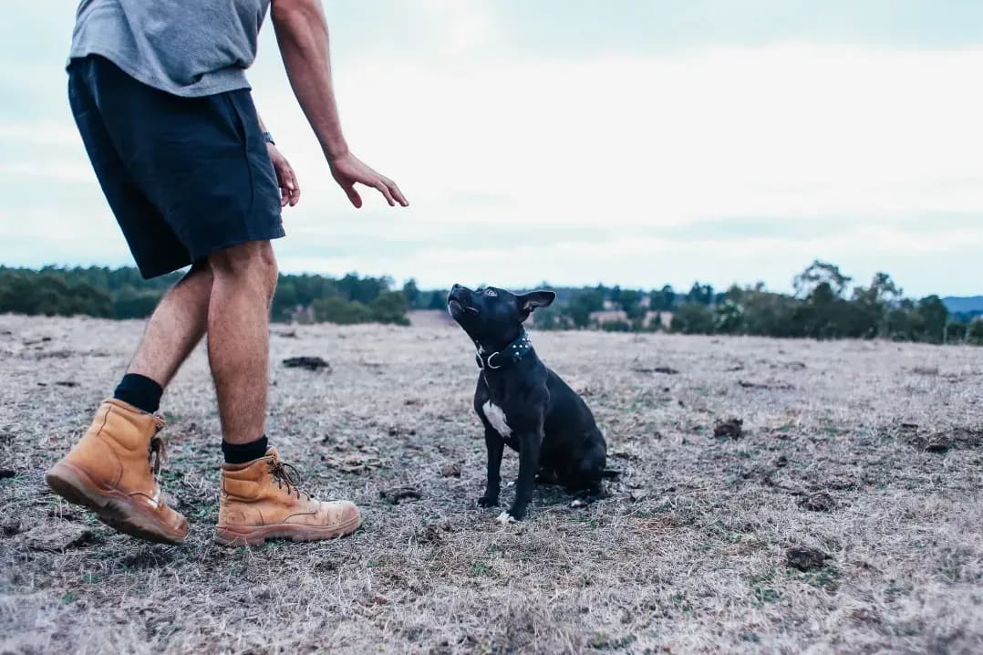 Ruhe lernen, ohne den Hund zu überfordern