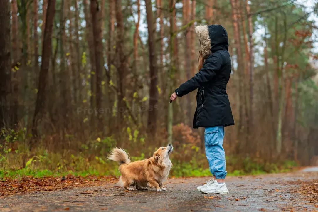 Erziehungscoaching für Familienhunde